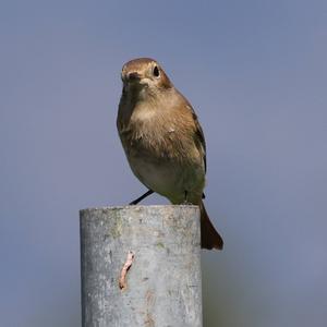 Common Redstart