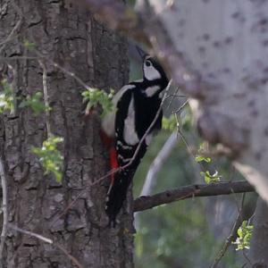 Great Spotted Woodpecker