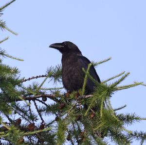 Common Raven