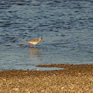 Common Redshank