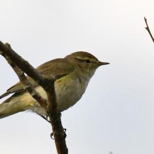 Common Chiffchaff