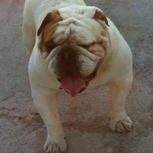 Englische Bulldogge