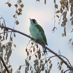 Eurasian Green Woodpecker