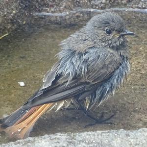 Black Redstart