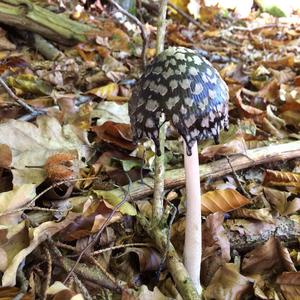 Magpie Ink-cap