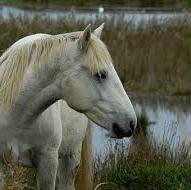 Camargue