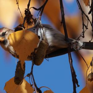 Common Redpoll