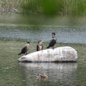 Great Cormorant