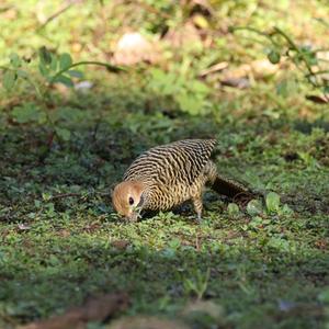 Fernandina's Flicker