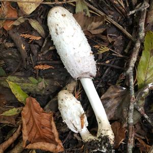 Shaggy Mane