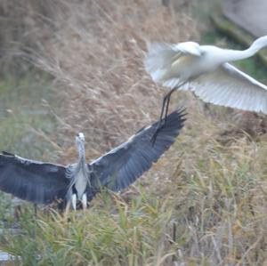 Great Egret