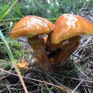 Larch Suillus