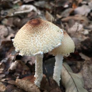 Lepiota magnispora