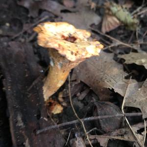 Chanterelle, Common