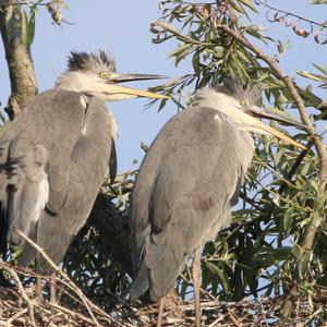 Grey Heron