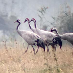 Common Crane