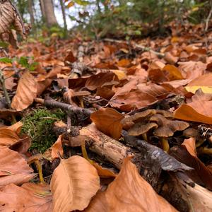 Trumpet Chanterelle