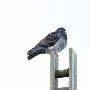 Rock Pigeon