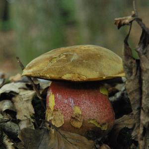 Dotted-stem Bolete