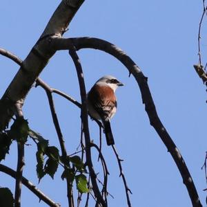 Red-backed Shrike