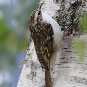 Eurasian Treecreeper