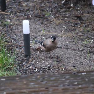 Eurasian Bullfinch