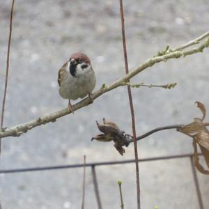 Eurasian Tree Sparrow