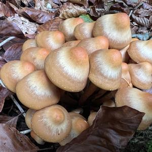 Changing Pholiota