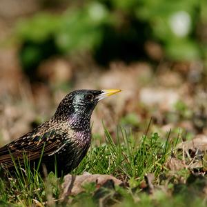 Common Starling