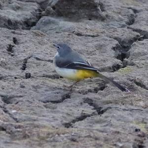 Grey Wagtail