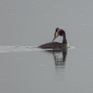 Great Crested Grebe