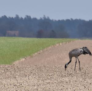 Common Crane