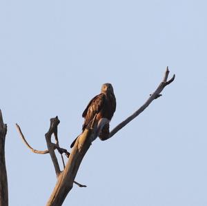 Black Kite