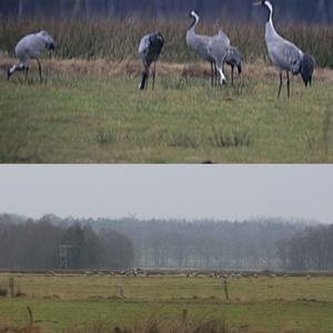 Common Crane