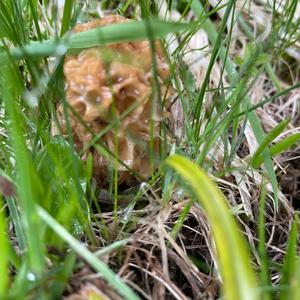 Yellow Morel