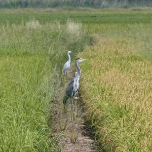 Grey Heron