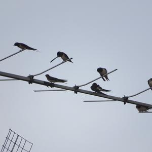 Barn Swallow