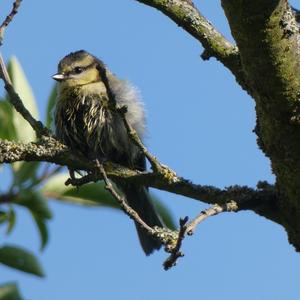 Blue Tit