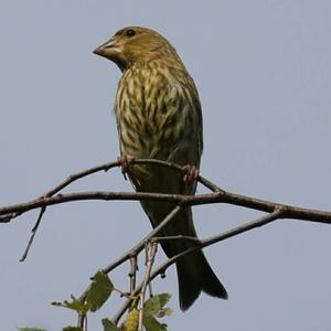 European Greenfinch