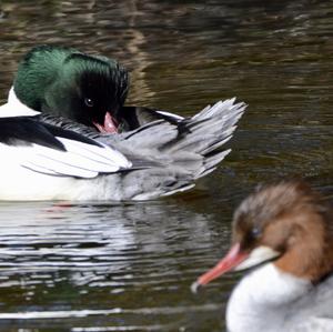 Common Merganser