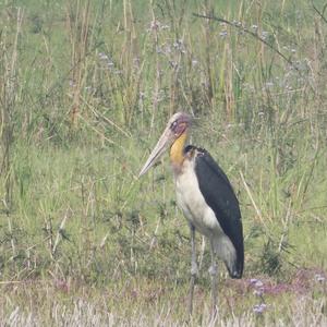 Lesser Adjutant