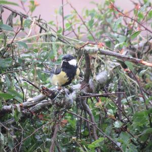 Great Tit