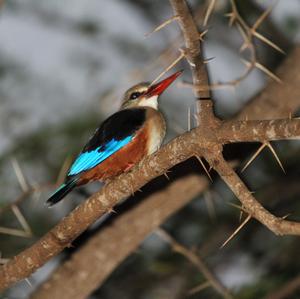 Grey-headed Kingfisher