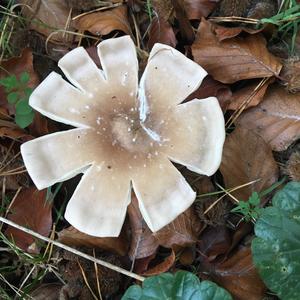 Cloudy Clitocybe