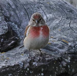 Eurasian Linnet