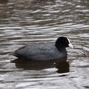 Common Coot