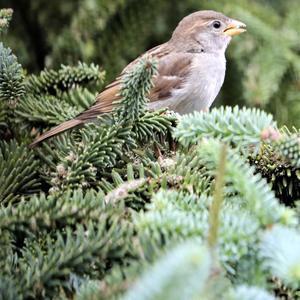 House Sparrow