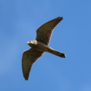 Common Kestrel