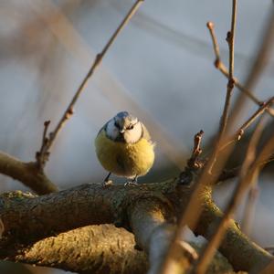 Blue Tit