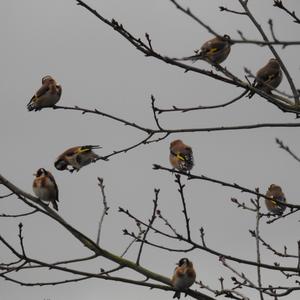 European Goldfinch